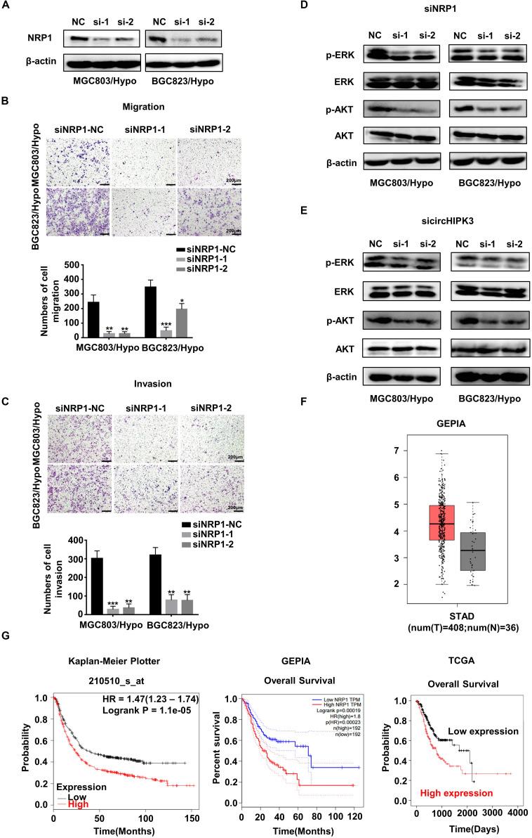https://cdn.ncbi.nlm.nih.gov/pmc/blobs/71cd/7443574/0c64b2de5a11/fonc-10-01612-g005.jpg