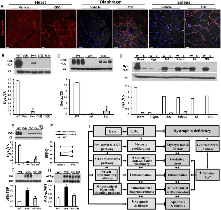 https://cdn.ncbi.nlm.nih.gov/pmc/blobs/71ce/5918344/a11e60067692/gr7.jpg