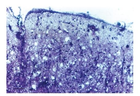 https://cdn.ncbi.nlm.nih.gov/pmc/blobs/71cf/3010670/e63c06b19563/PRI2011-236346.001.jpg