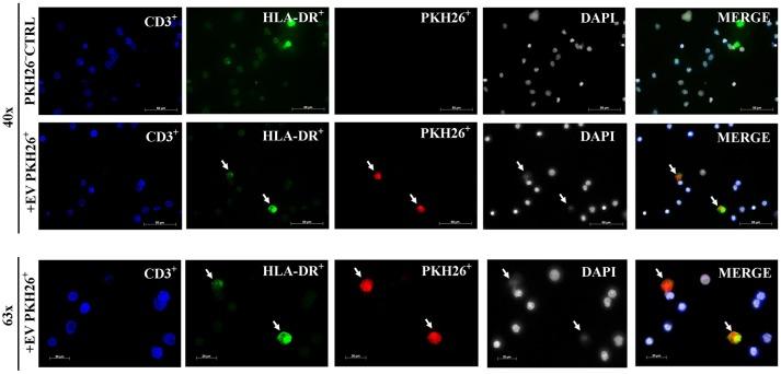 https://cdn.ncbi.nlm.nih.gov/pmc/blobs/71d1/6237916/f2051a83375c/fimmu-09-02538-g0002.jpg