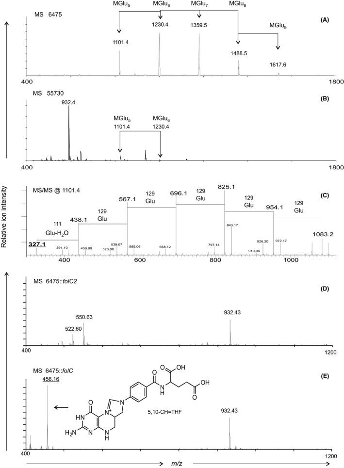 https://cdn.ncbi.nlm.nih.gov/pmc/blobs/71d5/5061717/8deab3015ffa/MBO3-5-802-g001.jpg