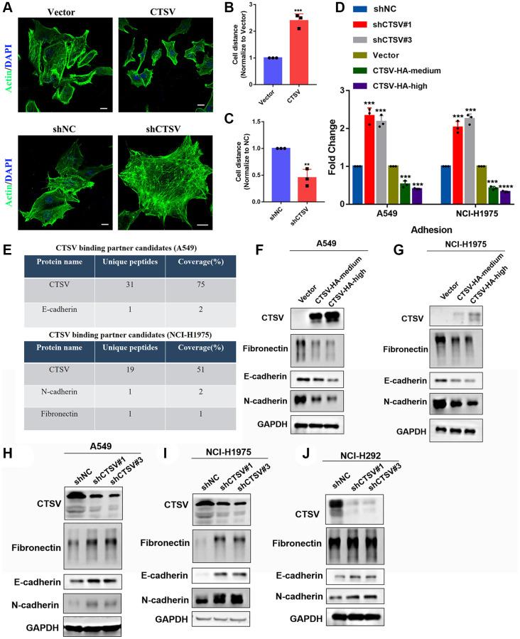 https://cdn.ncbi.nlm.nih.gov/pmc/blobs/71e1/10756122/7aa75c92dc11/aging-15-205278-g003.jpg