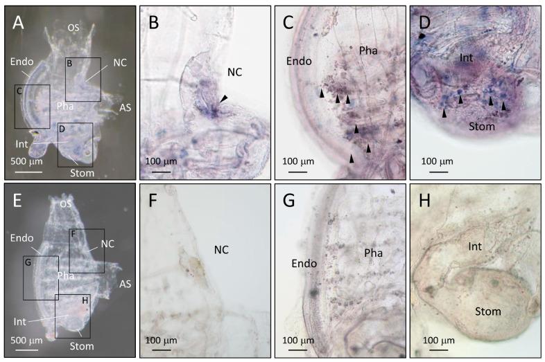 https://cdn.ncbi.nlm.nih.gov/pmc/blobs/71e1/10888236/0bb7e5824ec1/ijms-25-01979-g004.jpg