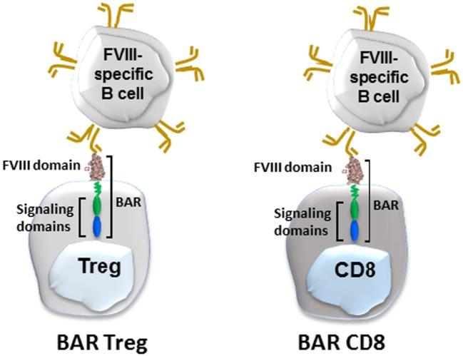 https://cdn.ncbi.nlm.nih.gov/pmc/blobs/71e1/5693857/58b127fe822d/fimmu-08-01576-g003.jpg