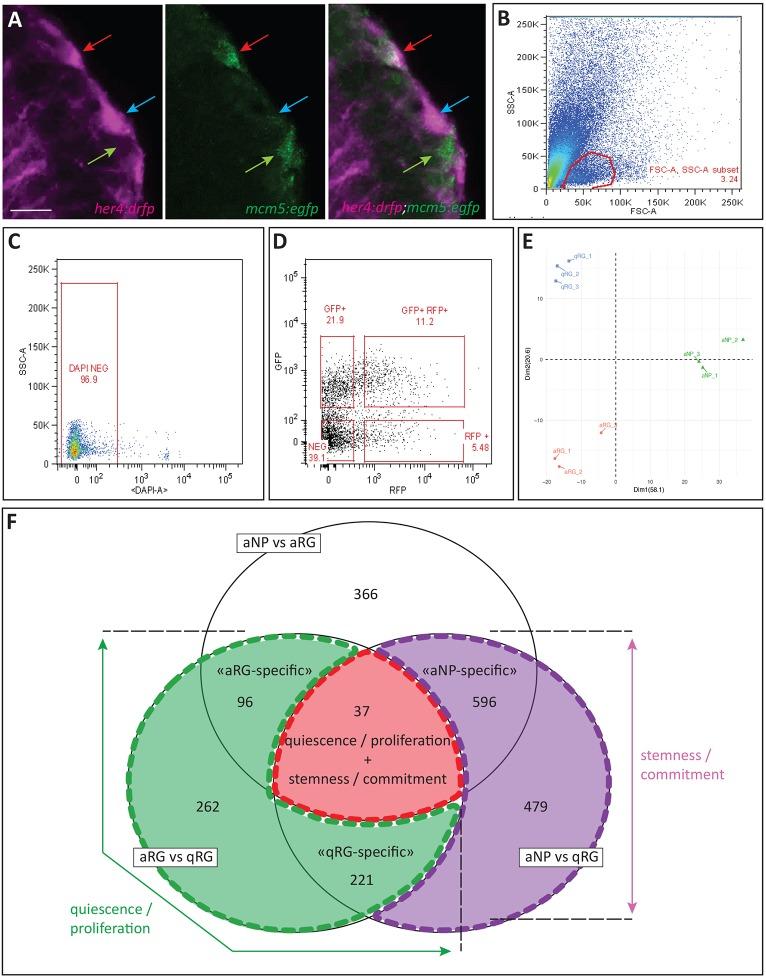 https://cdn.ncbi.nlm.nih.gov/pmc/blobs/71e2/6001379/3b6fb95d6430/develop-145-161034-g3.jpg