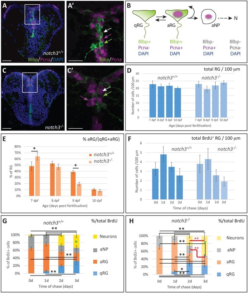 https://cdn.ncbi.nlm.nih.gov/pmc/blobs/71e2/6001379/aad6e08930b6/develop-145-161034-g1.jpg
