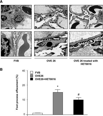 https://cdn.ncbi.nlm.nih.gov/pmc/blobs/71e5/2671039/d539d56c9b53/zdb0050957150006.jpg