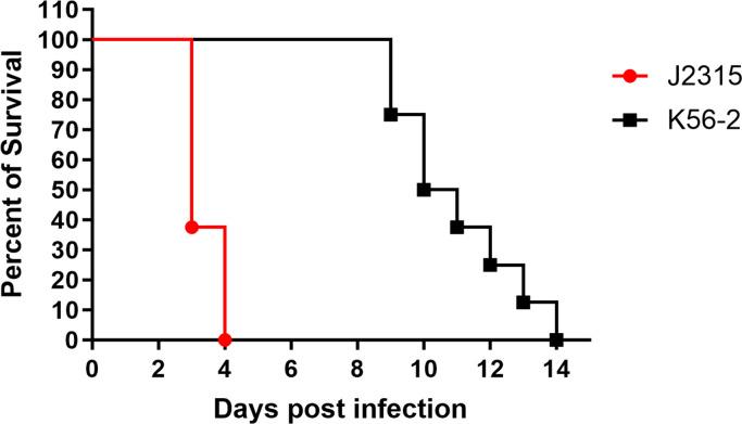 https://cdn.ncbi.nlm.nih.gov/pmc/blobs/71e6/11218447/edbd4b8d08bb/spectrum.00410-24.f001.jpg