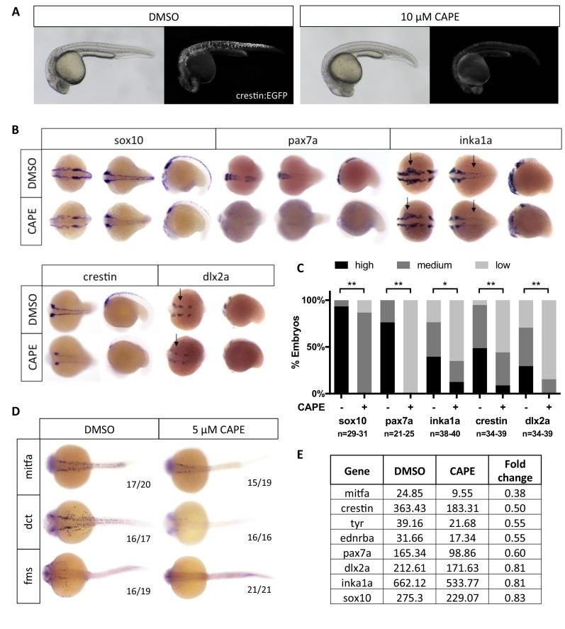 https://cdn.ncbi.nlm.nih.gov/pmc/blobs/71f0/5599238/0708345bd8a1/elife-29145-fig2.jpg