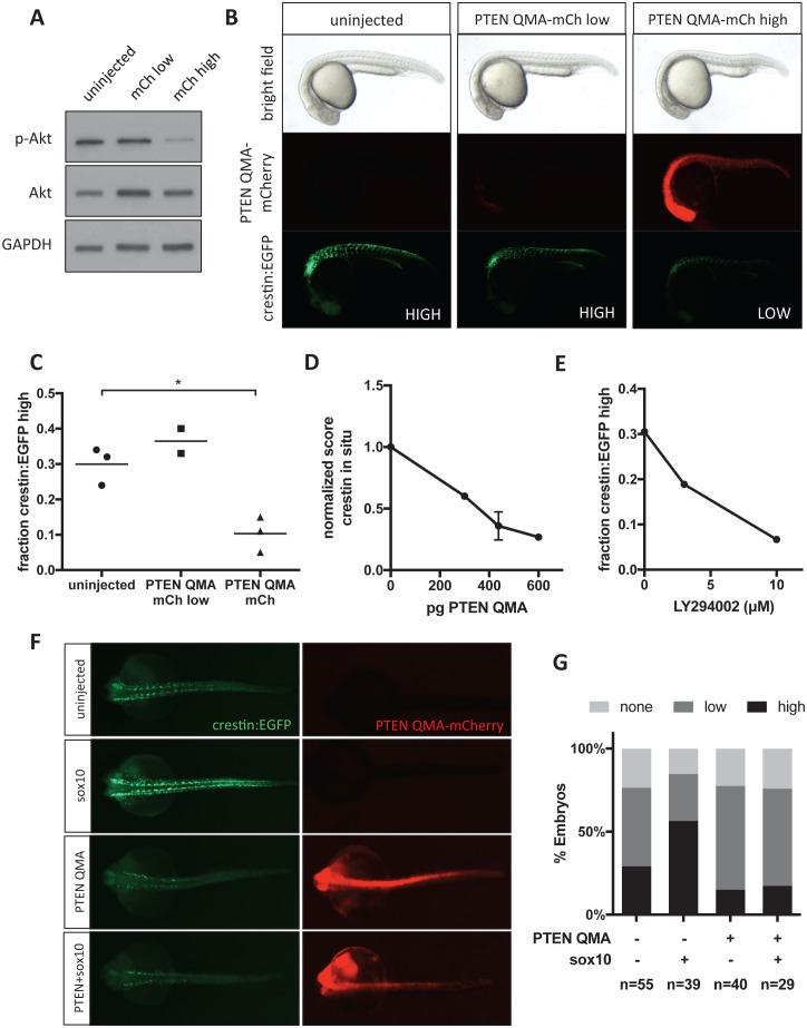 https://cdn.ncbi.nlm.nih.gov/pmc/blobs/71f0/5599238/25b36e95e88d/elife-29145-fig7.jpg