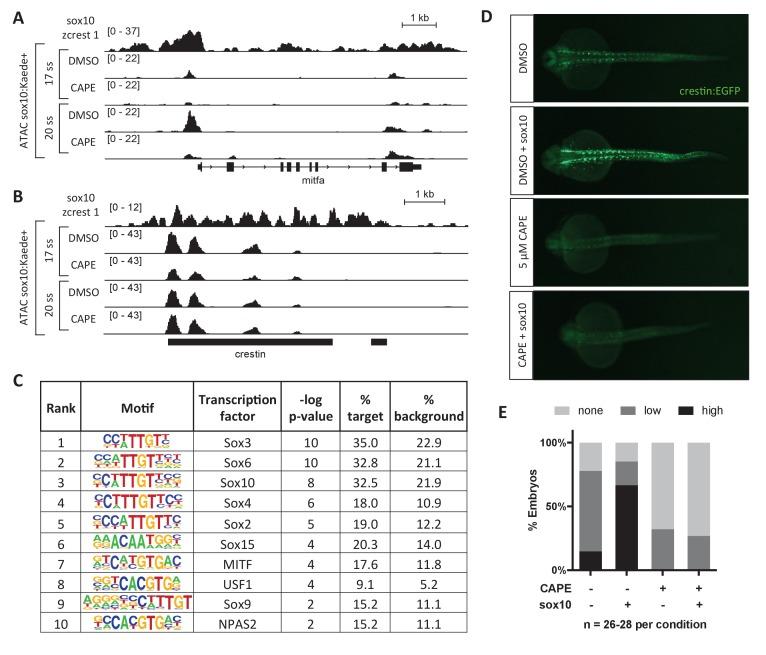 https://cdn.ncbi.nlm.nih.gov/pmc/blobs/71f0/5599238/4cc44d5820bd/elife-29145-fig3.jpg