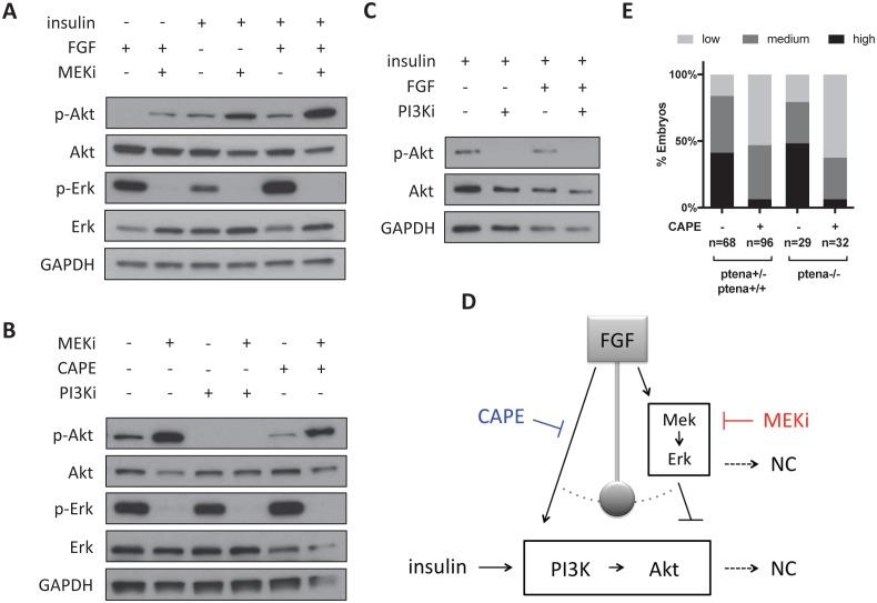 https://cdn.ncbi.nlm.nih.gov/pmc/blobs/71f0/5599238/6e28d434a8a9/elife-29145-fig6-figsupp1.jpg