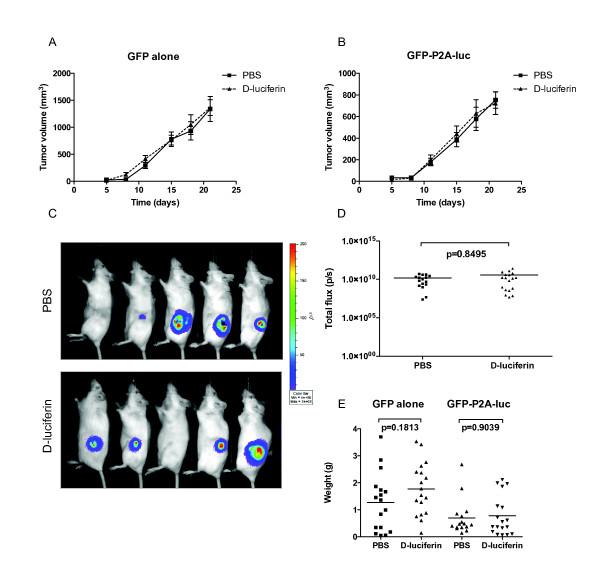 https://cdn.ncbi.nlm.nih.gov/pmc/blobs/71f3/3002927/950edf57970d/1476-4598-9-299-4.jpg