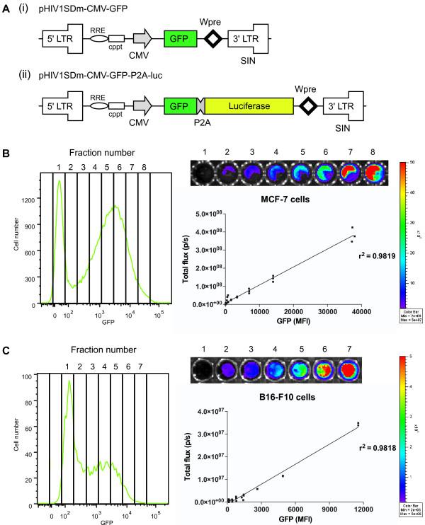 https://cdn.ncbi.nlm.nih.gov/pmc/blobs/71f3/3002927/9da2ea06cd3e/1476-4598-9-299-1.jpg