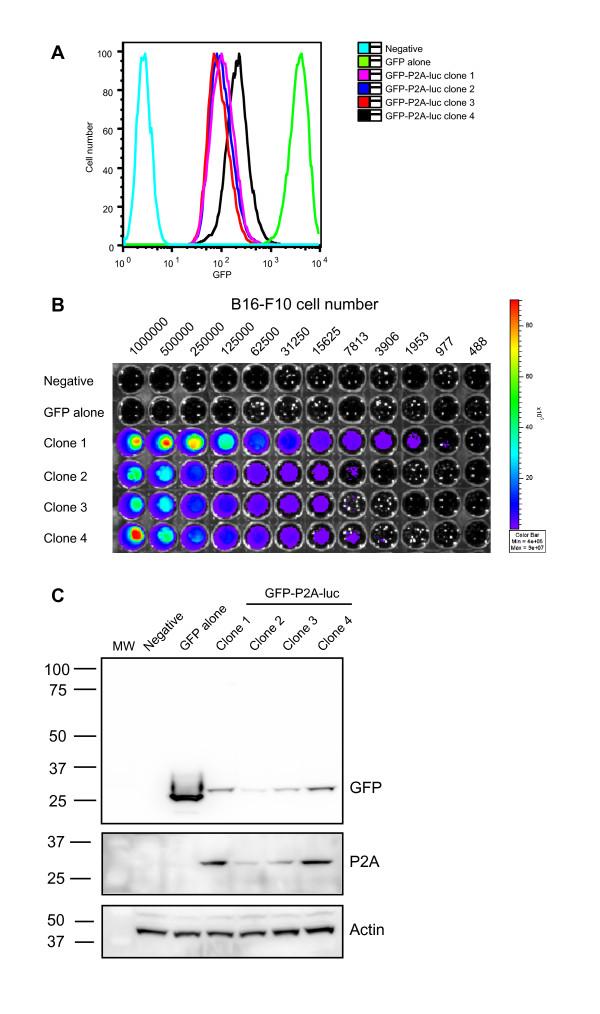 https://cdn.ncbi.nlm.nih.gov/pmc/blobs/71f3/3002927/f7ebf1f3492a/1476-4598-9-299-2.jpg