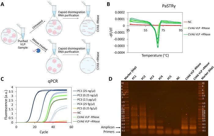 https://cdn.ncbi.nlm.nih.gov/pmc/blobs/71f7/11793780/126bfb5bc0a9/ppat.1012873.g003.jpg