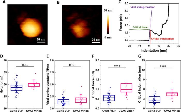 https://cdn.ncbi.nlm.nih.gov/pmc/blobs/71f7/11793780/bfac06d68f6e/ppat.1012873.g004.jpg