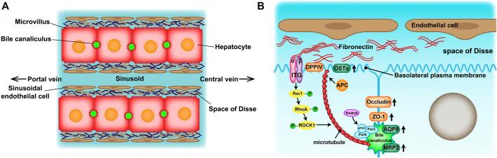 https://cdn.ncbi.nlm.nih.gov/pmc/blobs/71f9/8968918/1e8c165bc6ef/fbioe-10-826093-g001.jpg