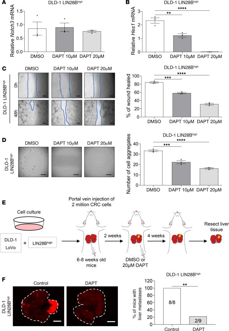 https://cdn.ncbi.nlm.nih.gov/pmc/blobs/71fd/10443801/a5c24646c01e/jciinsight-8-167310-g125.jpg