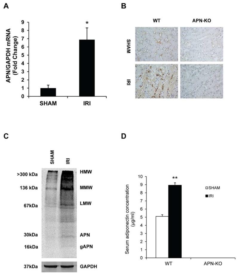 https://cdn.ncbi.nlm.nih.gov/pmc/blobs/71ff/3612389/1bcdce1e3141/nihms424673f1.jpg