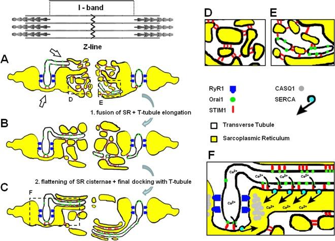 https://cdn.ncbi.nlm.nih.gov/pmc/blobs/71ff/5660245/0badd03df991/41598_2017_14134_Fig6_HTML.jpg