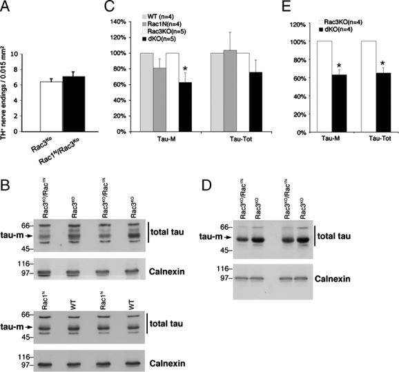 https://cdn.ncbi.nlm.nih.gov/pmc/blobs/7201/3132589/4eaab21935ea/eji0041-1410-f8.jpg