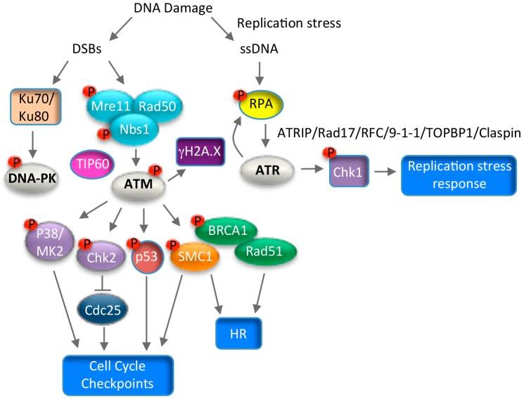 https://cdn.ncbi.nlm.nih.gov/pmc/blobs/7201/5618027/c7e8b90fd2c8/viruses-09-00261-g004.jpg
