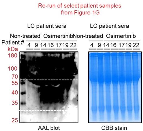 https://cdn.ncbi.nlm.nih.gov/pmc/blobs/7203/10089660/1118d61684fc/elife-75191-sa2-fig2.jpg