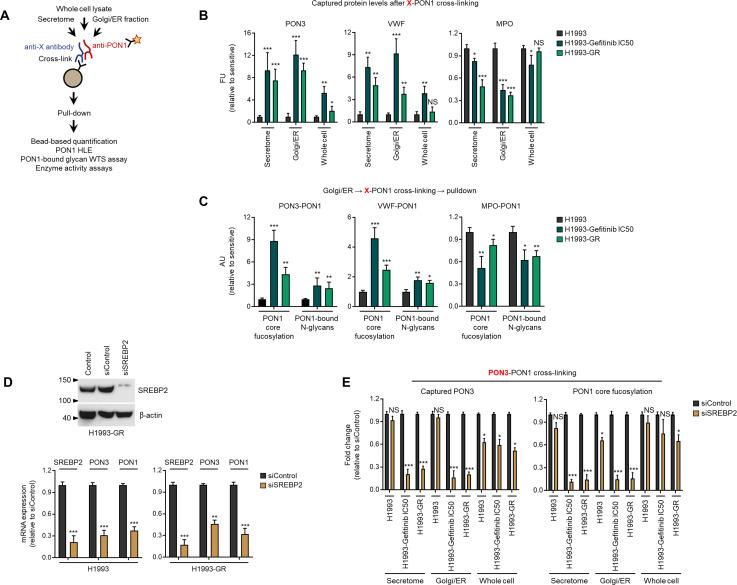 https://cdn.ncbi.nlm.nih.gov/pmc/blobs/7203/10089660/4bc5b006db96/elife-75191-fig3-figsupp3.jpg