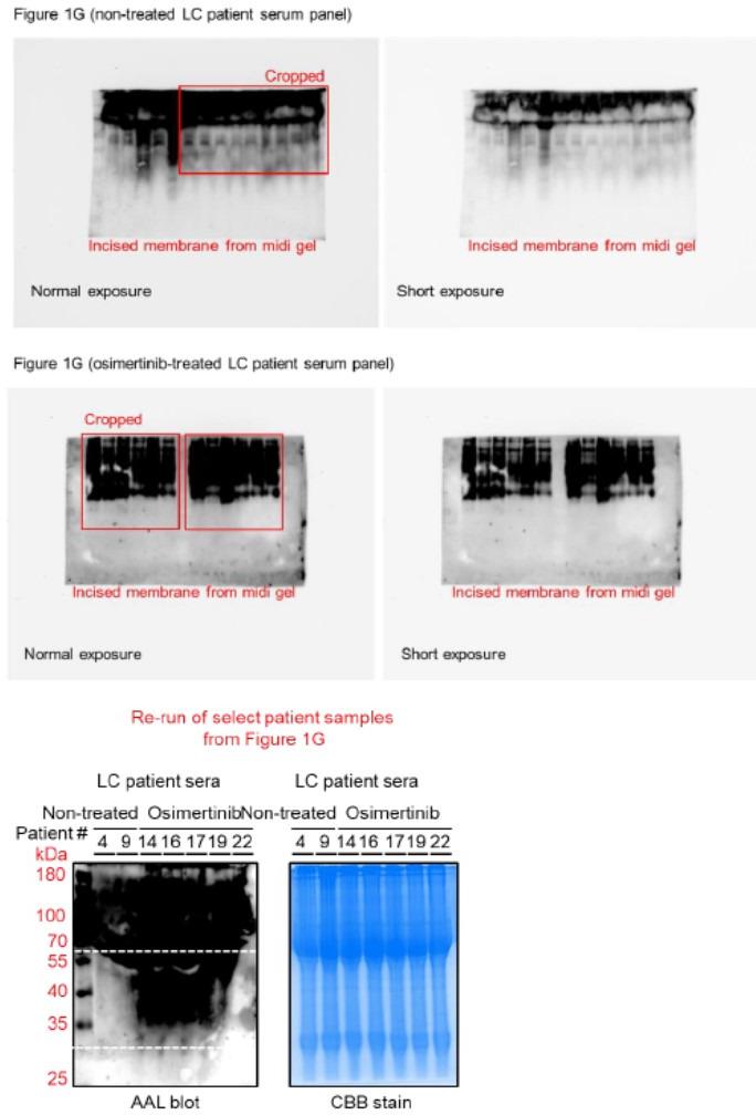 https://cdn.ncbi.nlm.nih.gov/pmc/blobs/7203/10089660/5b8ee990b828/elife-75191-sa2-fig1.jpg