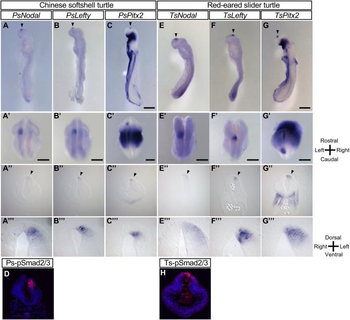 https://cdn.ncbi.nlm.nih.gov/pmc/blobs/7204/9634164/40adcf9c743a/fcell-10-929808-g001.jpg