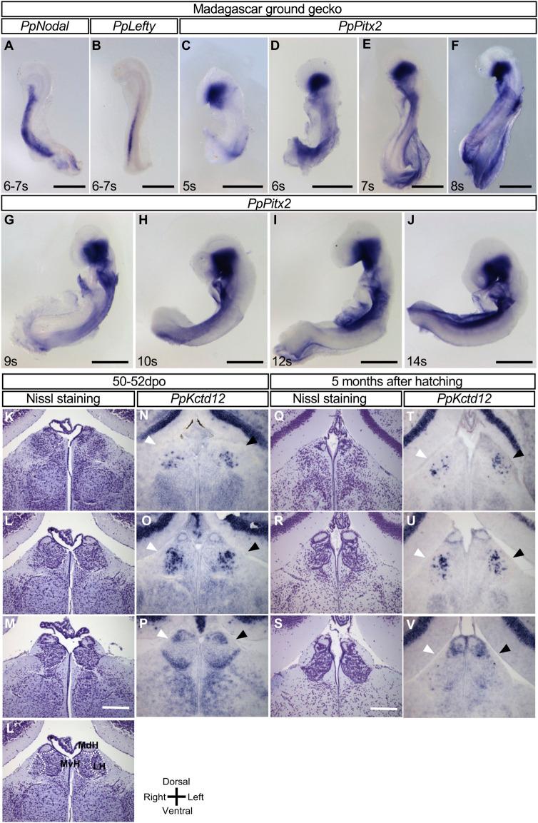 https://cdn.ncbi.nlm.nih.gov/pmc/blobs/7204/9634164/e0c3bd28dd37/fcell-10-929808-g003.jpg