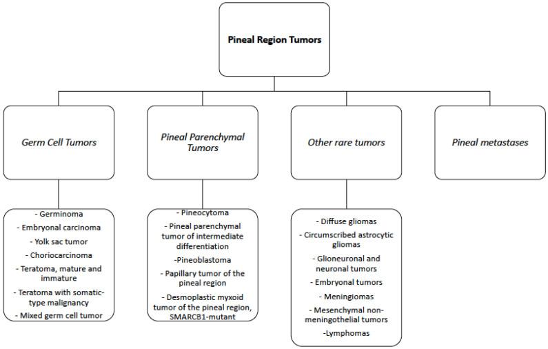 https://cdn.ncbi.nlm.nih.gov/pmc/blobs/720a/9367474/73f45e018947/cancers-14-03646-g001.jpg