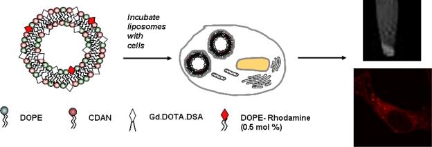 https://cdn.ncbi.nlm.nih.gov/pmc/blobs/720b/2871136/8ea2e6ae6d27/ijms-11-01759f8.jpg
