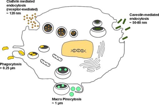 https://cdn.ncbi.nlm.nih.gov/pmc/blobs/720b/2871136/c3783df89678/ijms-11-01759f2.jpg