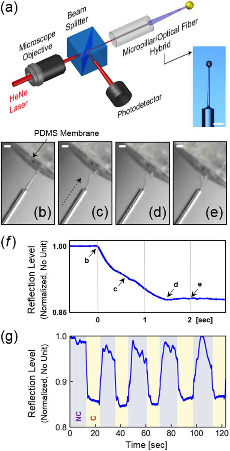 https://cdn.ncbi.nlm.nih.gov/pmc/blobs/720d/5717269/c1fceba684d0/41598_2017_17230_Fig5_HTML.jpg