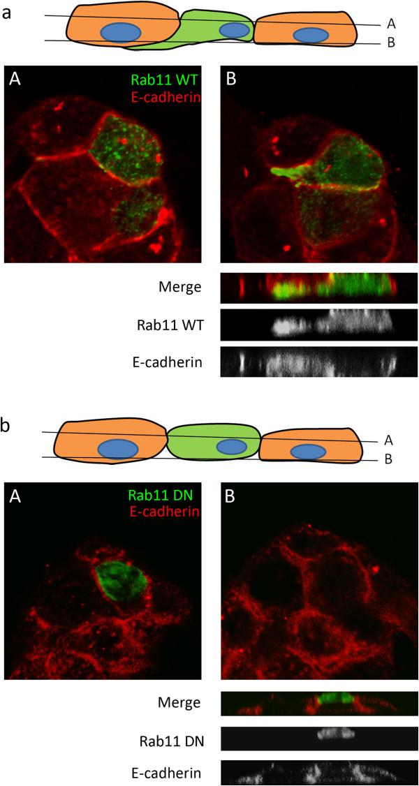 https://cdn.ncbi.nlm.nih.gov/pmc/blobs/7210/4137074/ff80ef963d5c/12885_2013_4767_Fig4_HTML.jpg