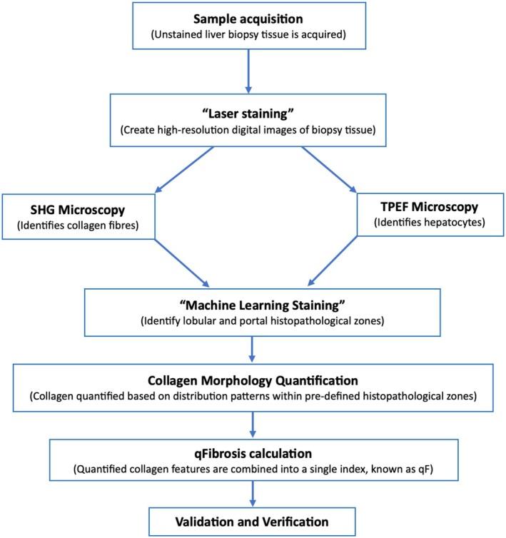 https://cdn.ncbi.nlm.nih.gov/pmc/blobs/7215/12320568/bd74d5c8c65e/LIV-45-0-g001.jpg