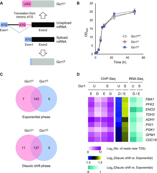 https://cdn.ncbi.nlm.nih.gov/pmc/blobs/721a/7826247/8bea388698c6/gkaa1221fig1.jpg