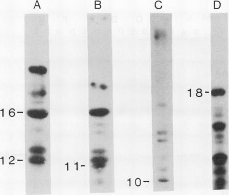 https://cdn.ncbi.nlm.nih.gov/pmc/blobs/721f/1080557/141316b9ade7/plntphys00707-0085-a.jpg