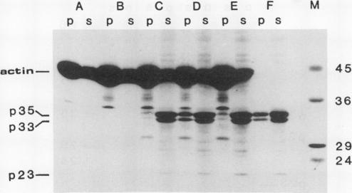 https://cdn.ncbi.nlm.nih.gov/pmc/blobs/721f/1080557/792e7a881741/plntphys00707-0087-a.jpg