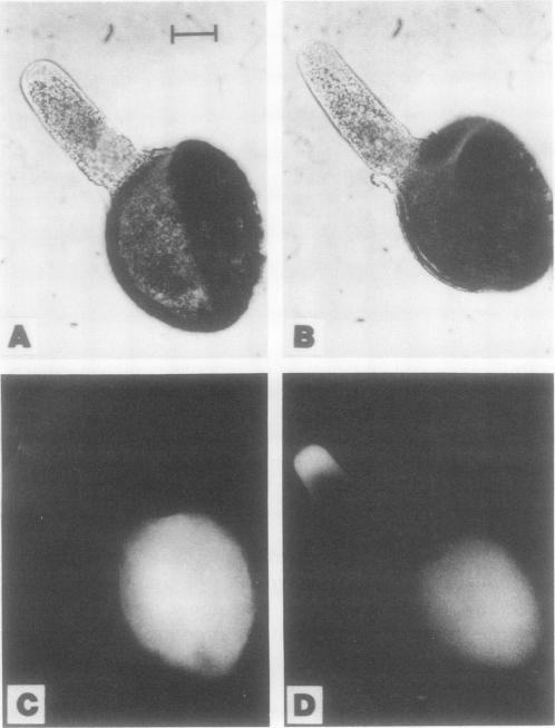 https://cdn.ncbi.nlm.nih.gov/pmc/blobs/721f/1080557/e8877b780342/plntphys00707-0088-a.jpg