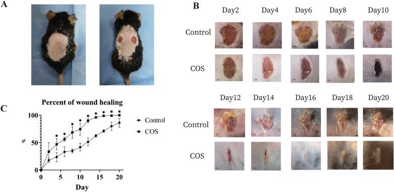https://cdn.ncbi.nlm.nih.gov/pmc/blobs/721f/11697320/c6ce0c11f723/41598_2024_84398_Fig1_HTML.jpg