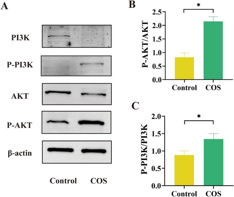 https://cdn.ncbi.nlm.nih.gov/pmc/blobs/721f/11697320/f161d39c36f1/41598_2024_84398_Fig7_HTML.jpg