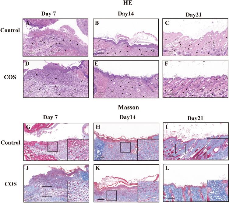 https://cdn.ncbi.nlm.nih.gov/pmc/blobs/721f/11697320/f838c0fefe25/41598_2024_84398_Fig2_HTML.jpg
