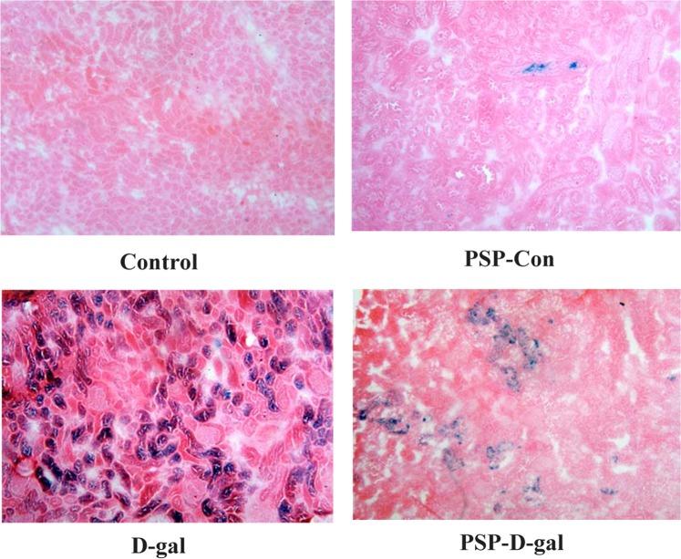 https://cdn.ncbi.nlm.nih.gov/pmc/blobs/7221/7010663/028c5215d7d9/41598_2020_59055_Fig9_HTML.jpg