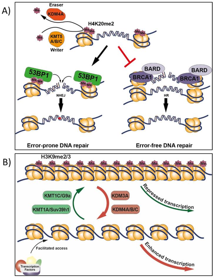https://cdn.ncbi.nlm.nih.gov/pmc/blobs/7223/8535778/04d75d98aa58/ijms-22-10969-g005.jpg