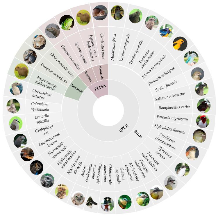 https://cdn.ncbi.nlm.nih.gov/pmc/blobs/7228/12345564/e6d51a9c9b92/animals-15-02201-g003.jpg