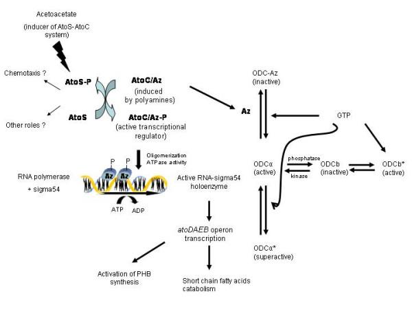 https://cdn.ncbi.nlm.nih.gov/pmc/blobs/7230/441398/ae7f463621cb/1475-2859-3-8-1.jpg