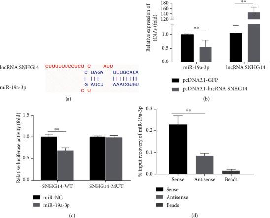 https://cdn.ncbi.nlm.nih.gov/pmc/blobs/7231/7468621/8f184f4acf87/CMMM2020-3128053.003.jpg